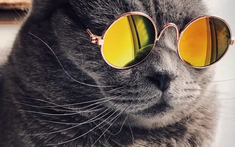 chat qui porte des lunettes de soleil