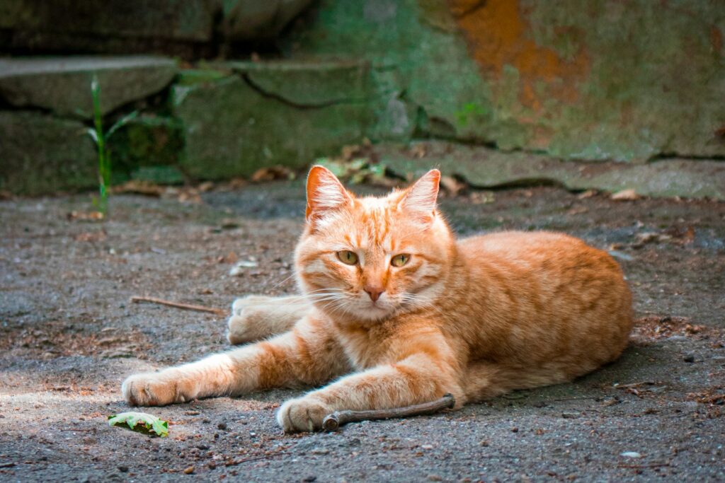 chat dans une cours