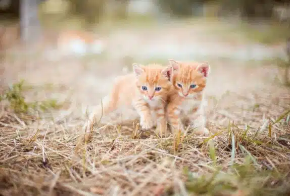 kitten, red, two