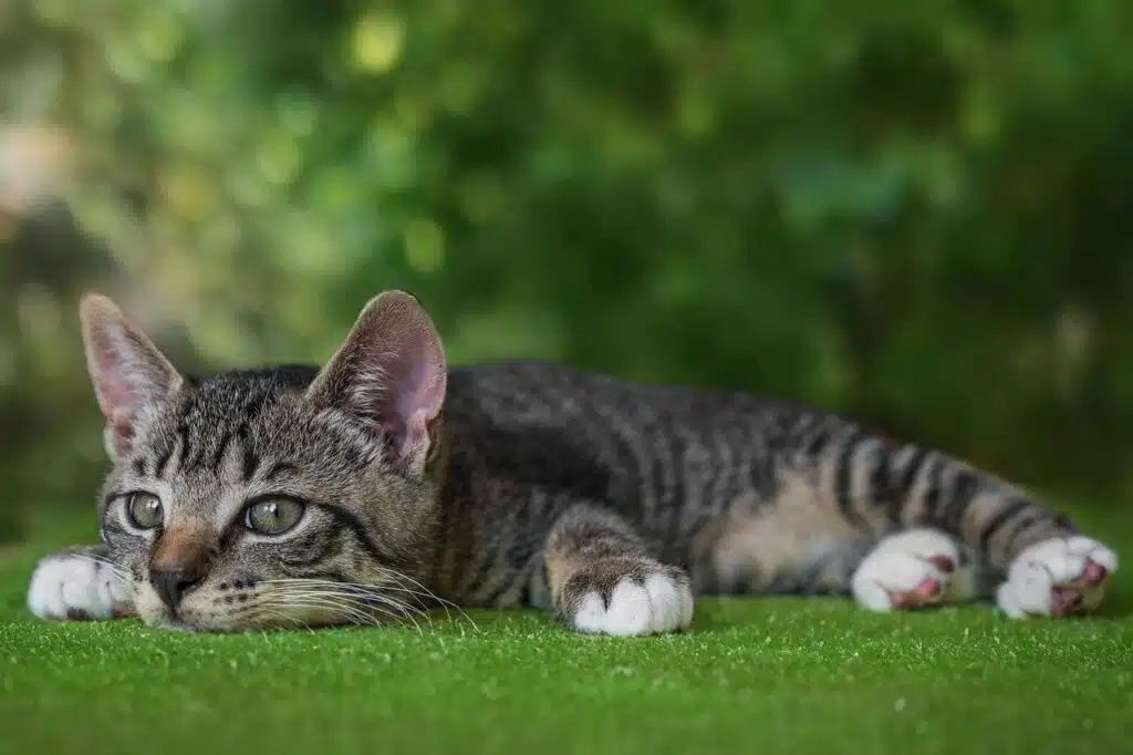 chat apathique dans l'herbe