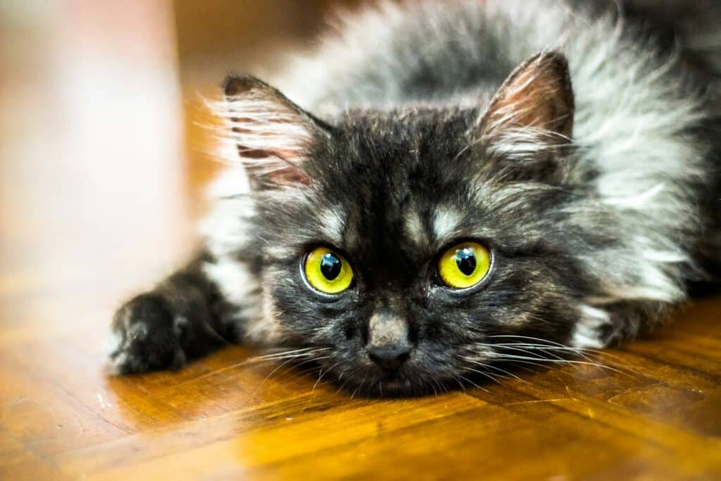chat qui boude sur le parquet