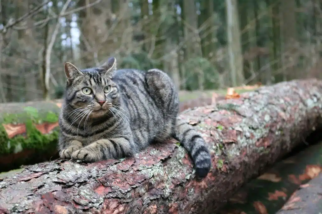 chat allongé sur un arbre 