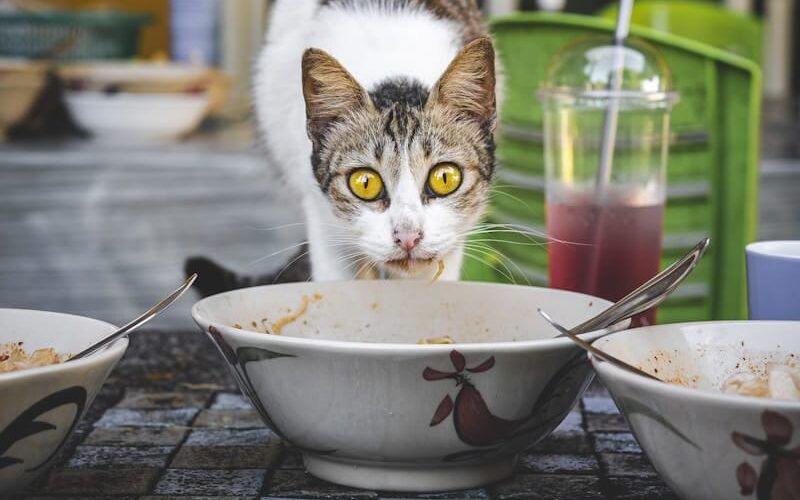 soupe pour chat