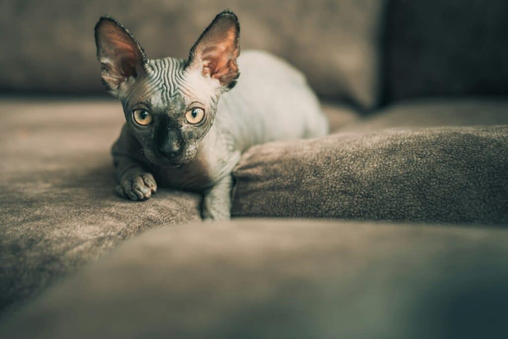 sphynx mal en point