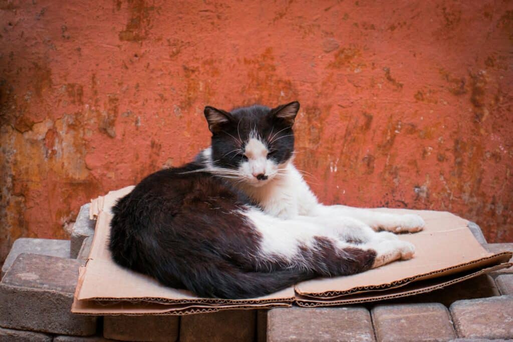 chat malade