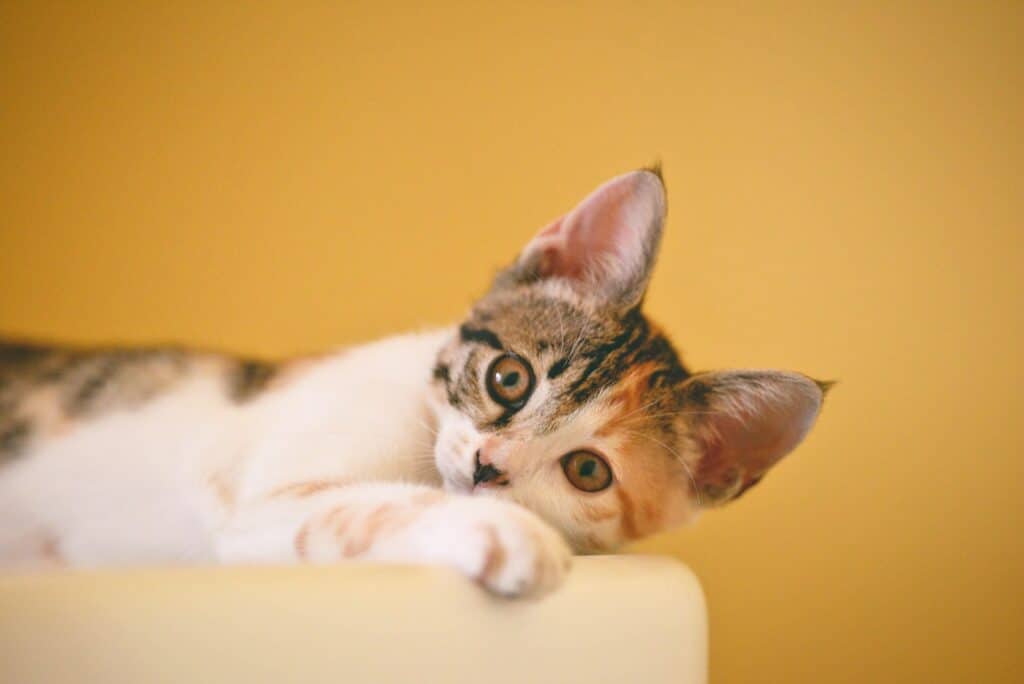 chat dans un panier