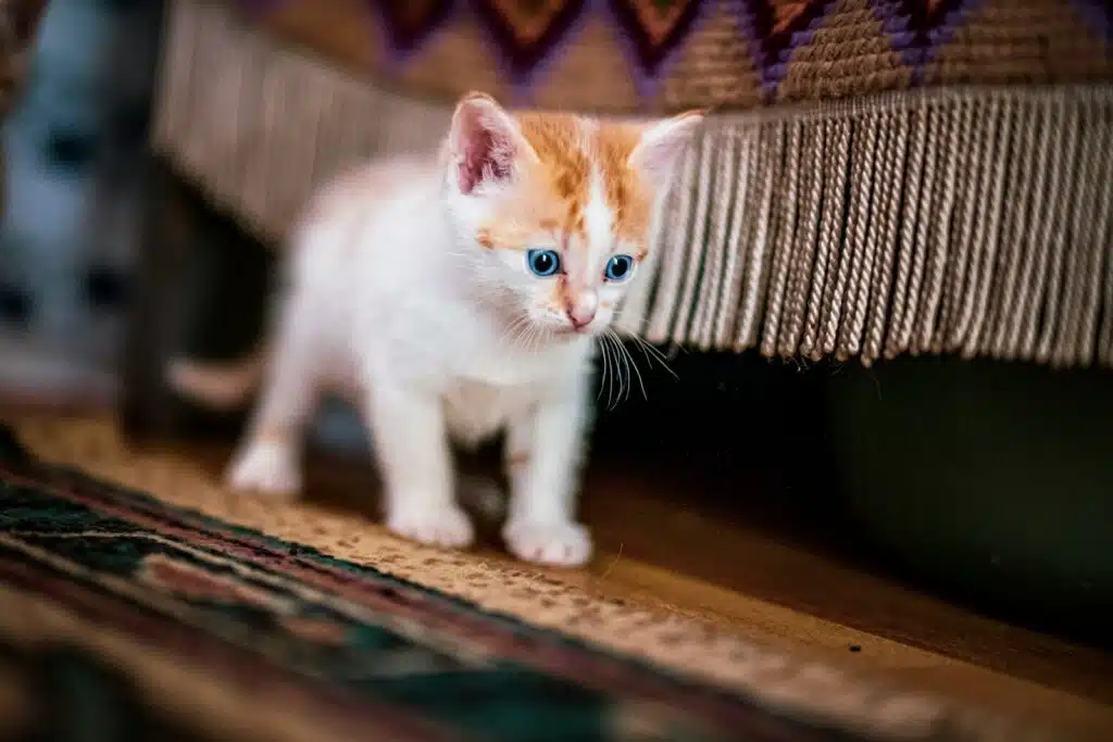 white and orange tabby cat on brown wooden table