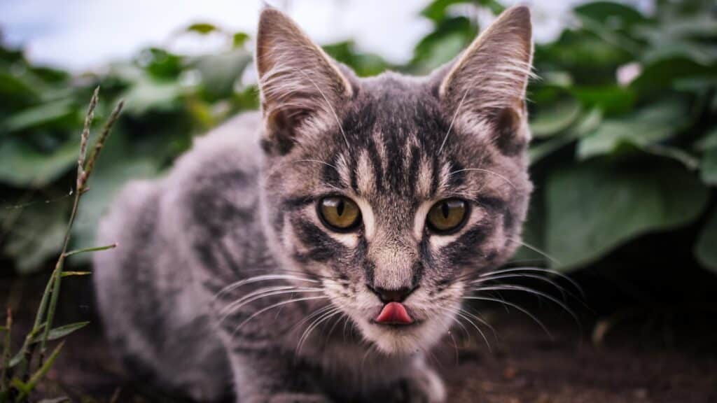 chat gris qui tire la langue