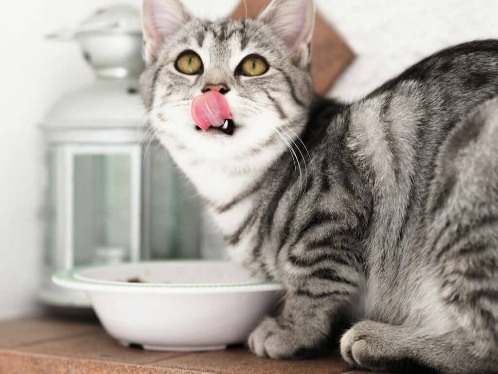 chat qui a faim