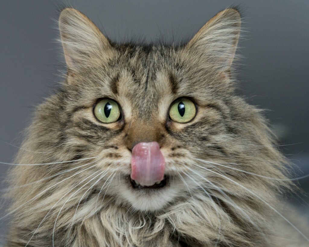 chat qui se lèche les babines