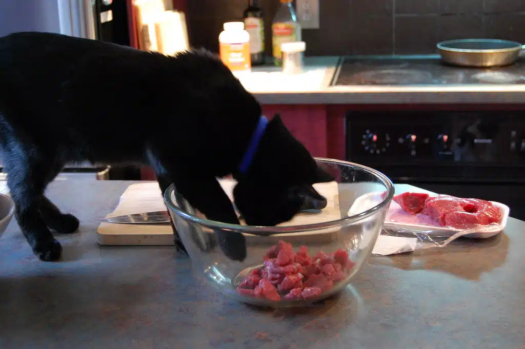 chat dans un bol de viande 