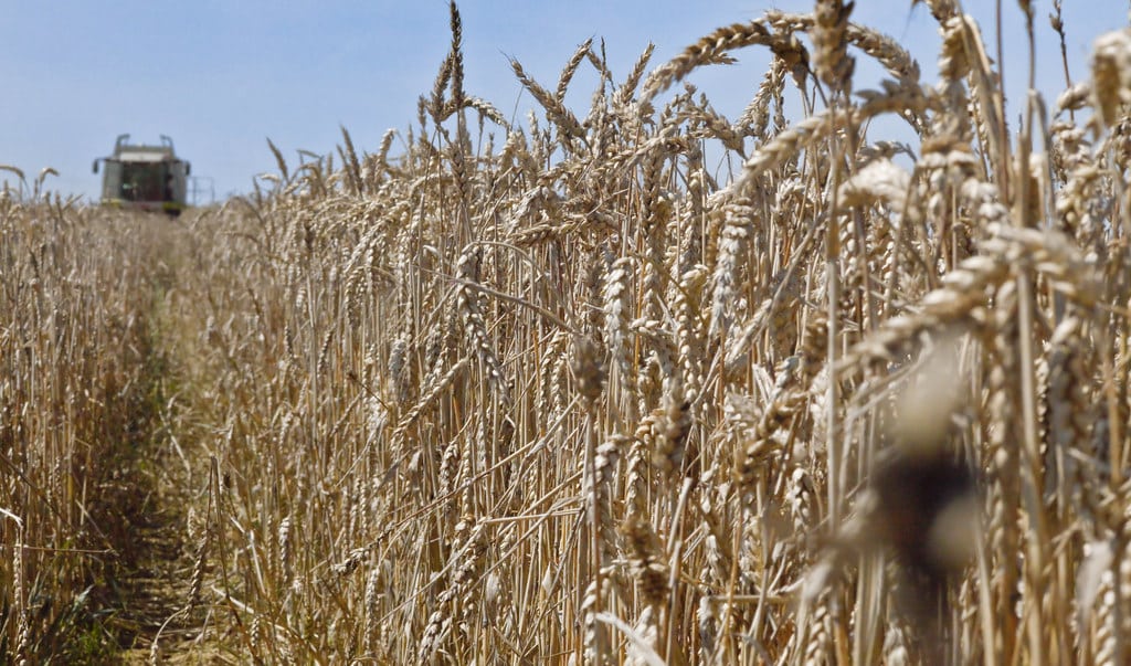 champ de blé