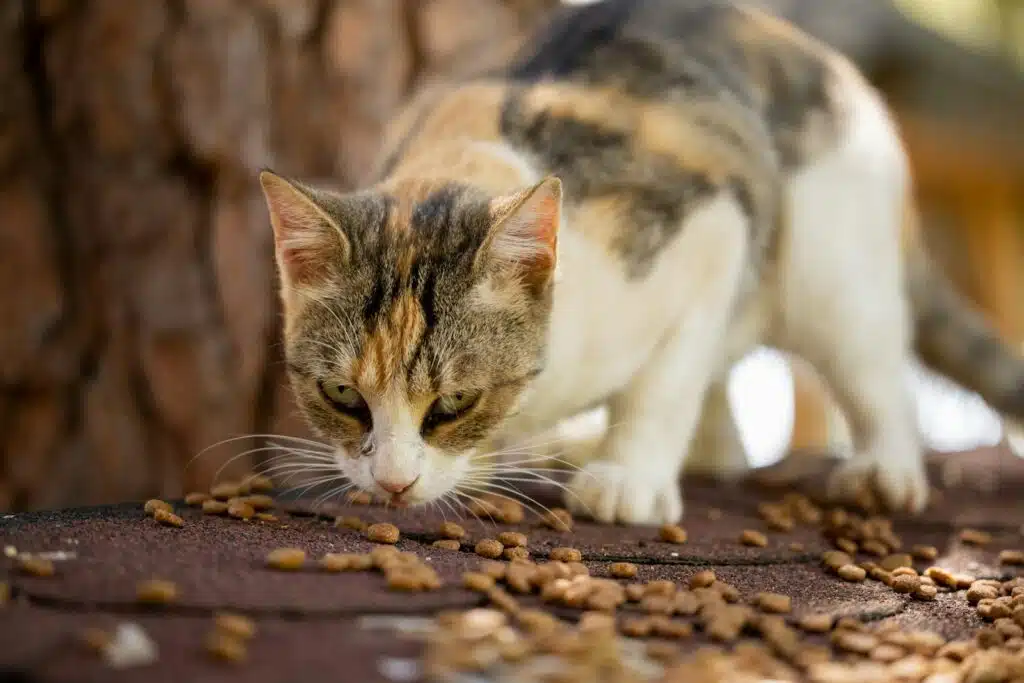 chat qui mange des croquettes
