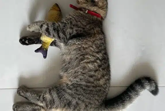 chat qui joue avec un poisson