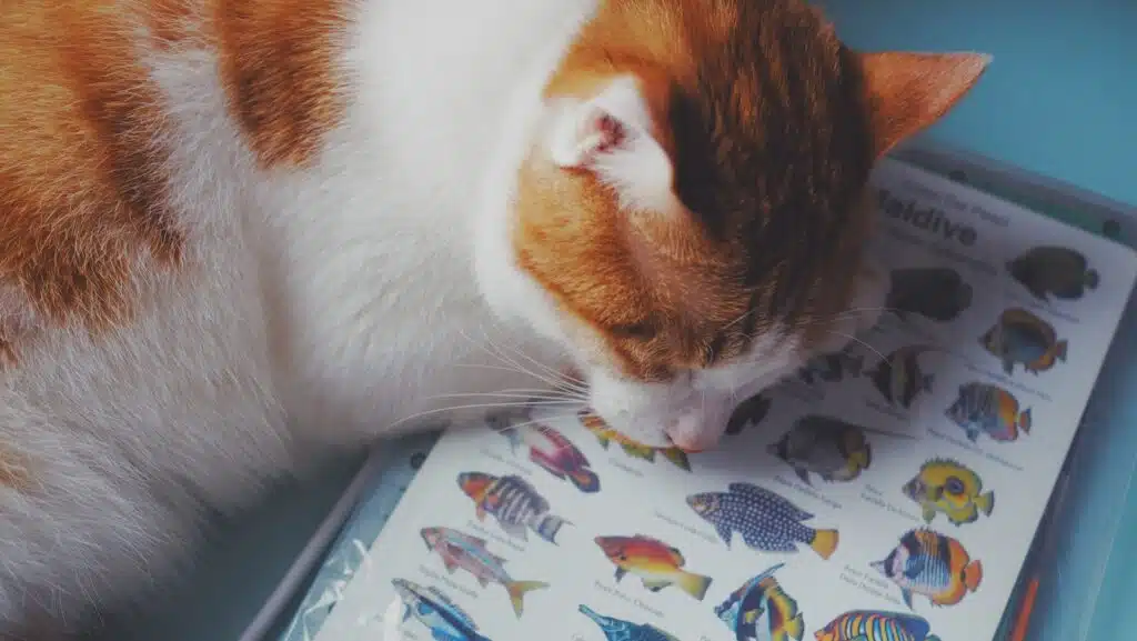 chat sur un livre sur les poissons