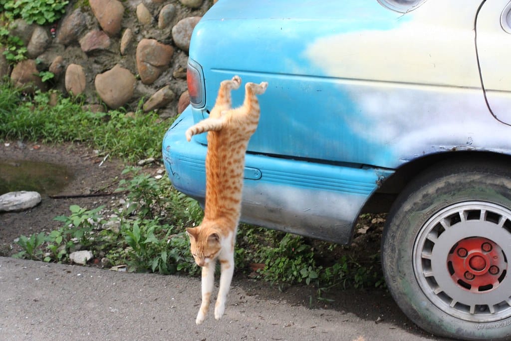 chat qui saute