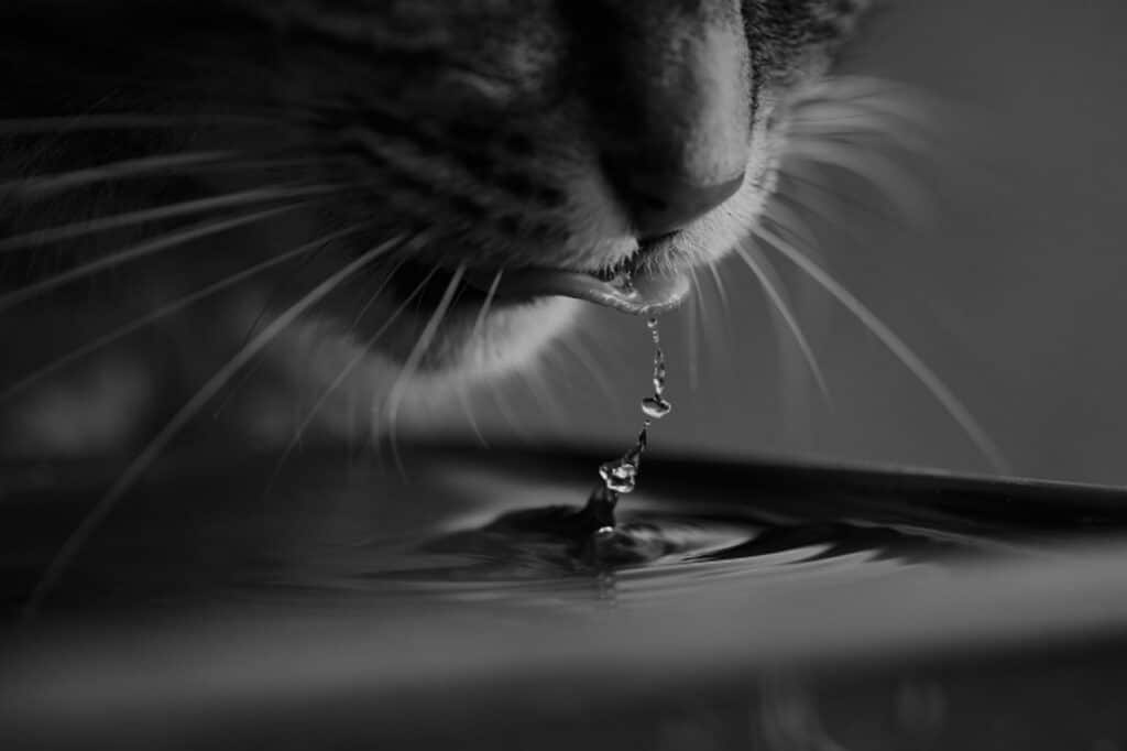 chat qui boit