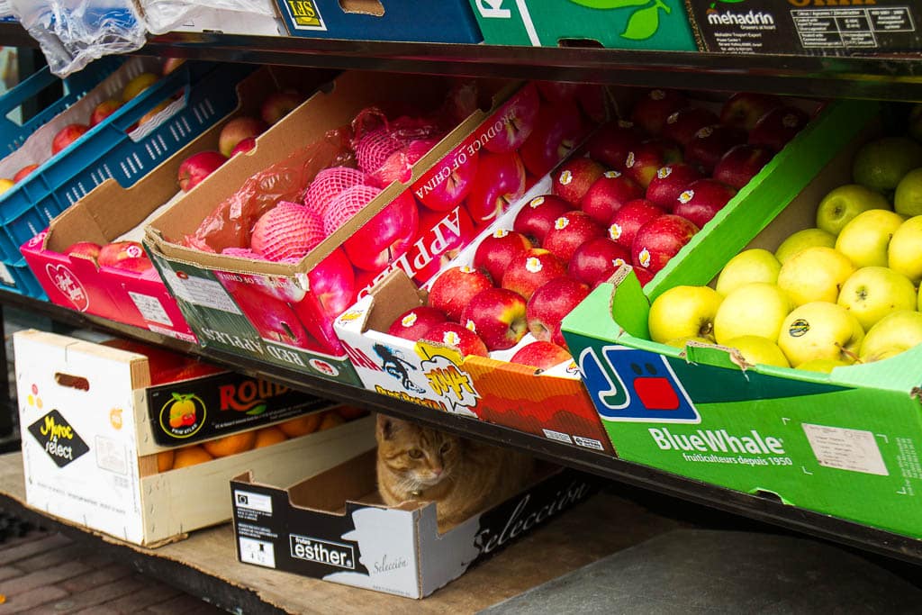 chat sous un étale de fruits