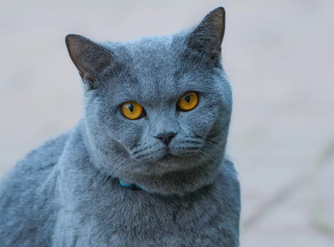 chat bleu