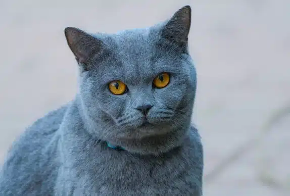 chat bleu