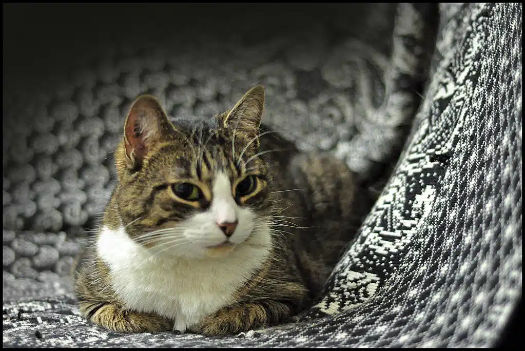 chat dans un panier 