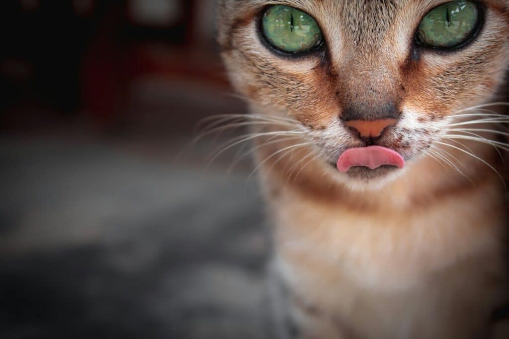 langue de chat