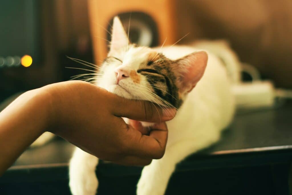 main qui caresse un chat