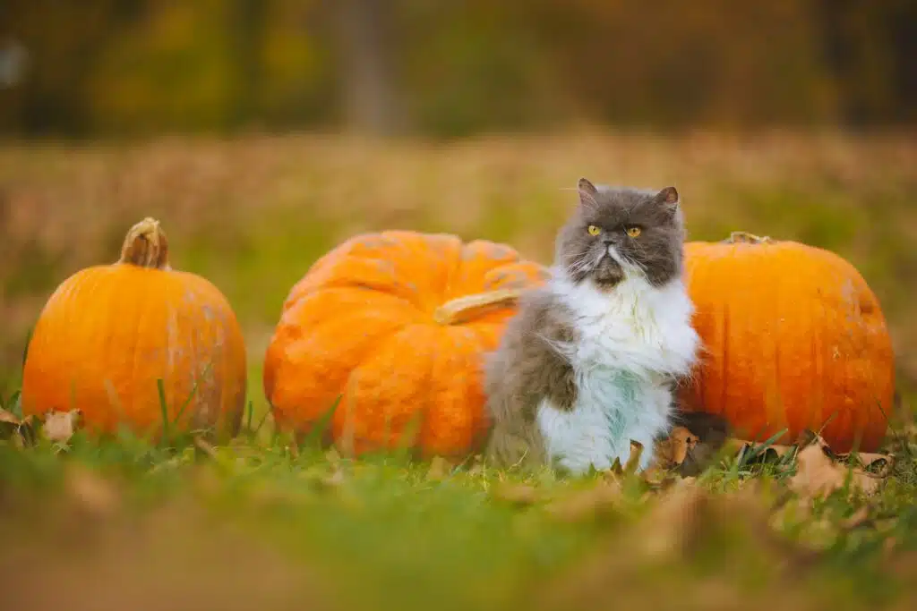 chat avec des citrouilles