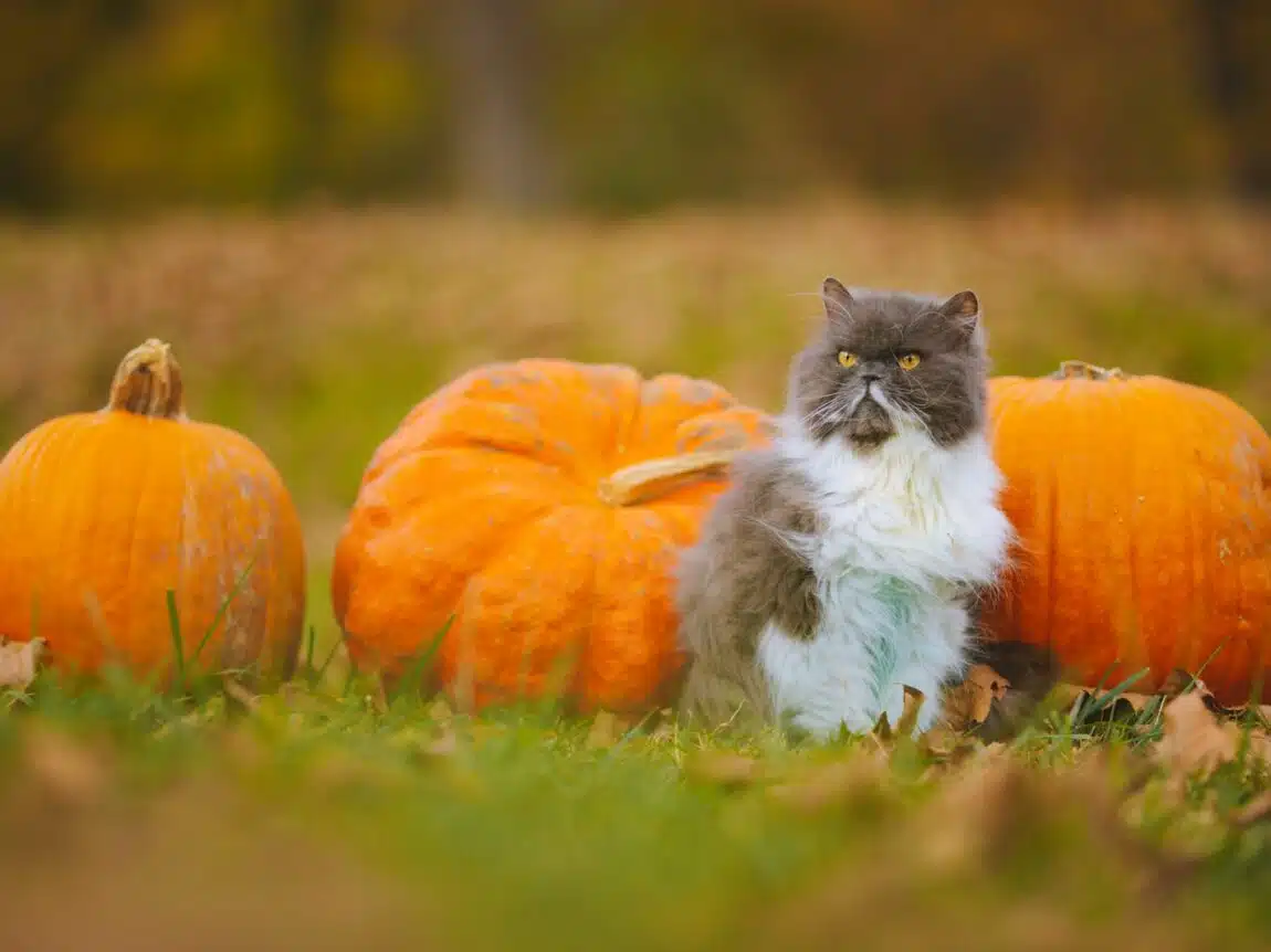 chat avec des citrouilles