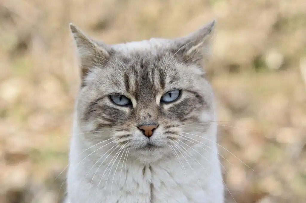 vieux chat sénior