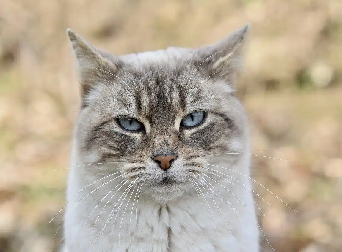 vieux chat sénior