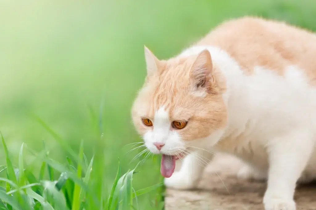 chat adulte qui vomit