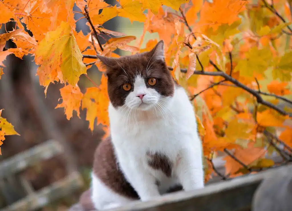 Chat automne