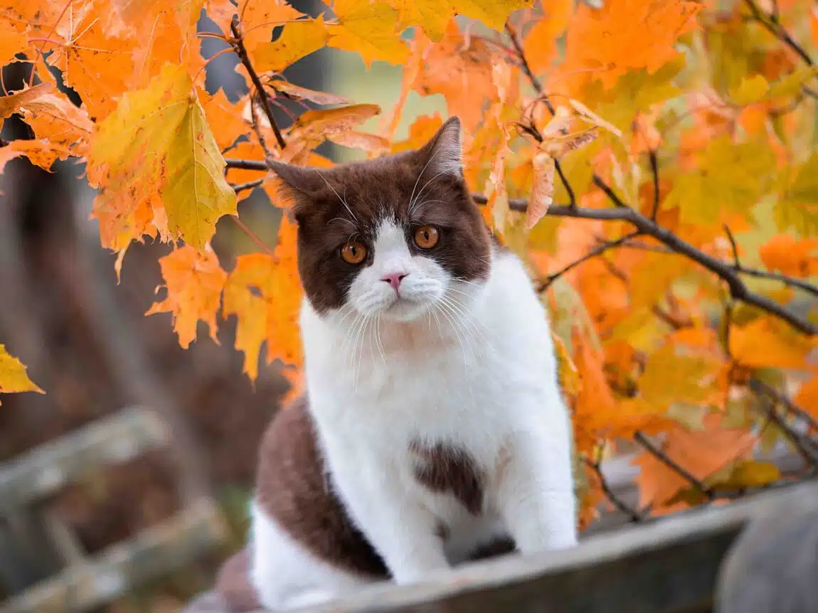 Chat automne