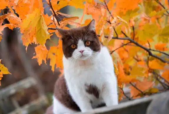 Chat automne