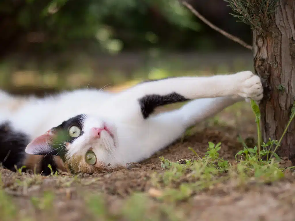 chat dans l'herbe 