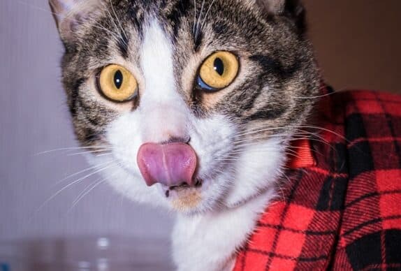 a cat sticking its tongue out while wearing a plaid shirt