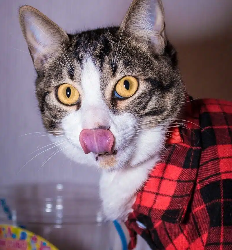 a cat sticking its tongue out while wearing a plaid shirt