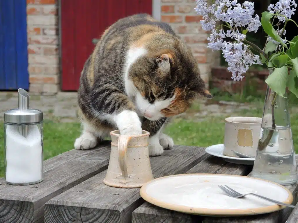 chat qui vole de la nourriture