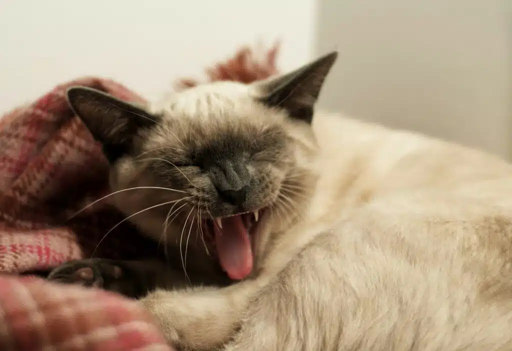 chat qui ouvre la gueule 