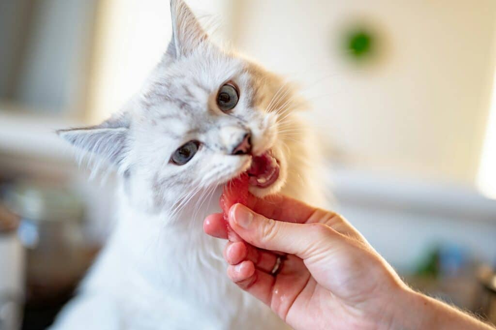 nourrir son chat