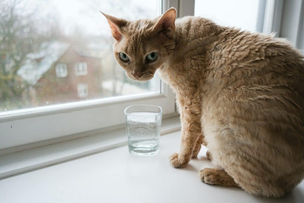 chat qui boit