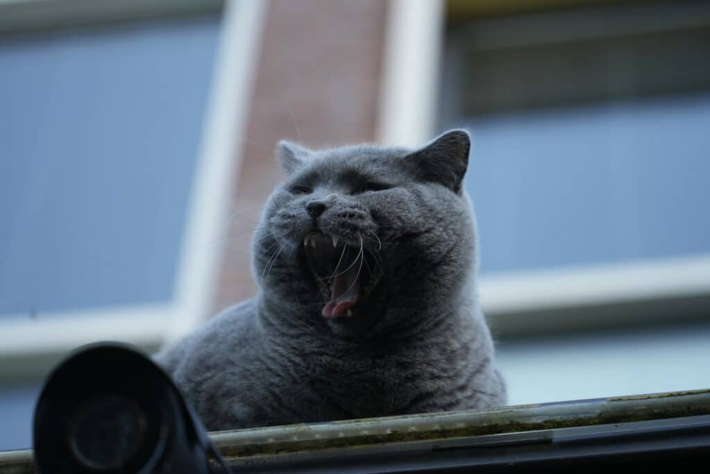 chat qui baille