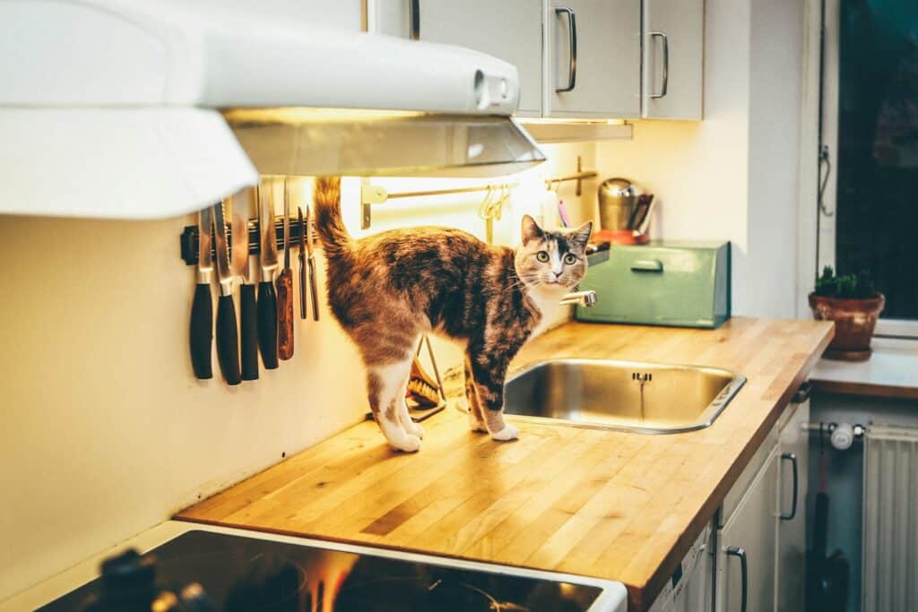 chat à table
