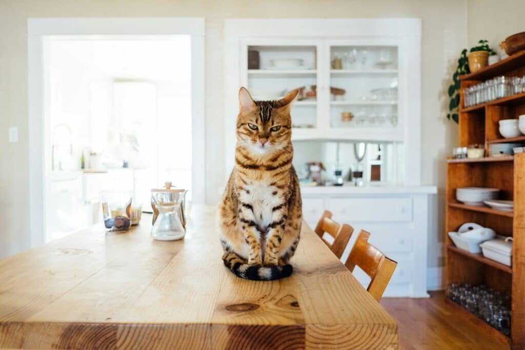chat assis sur la table