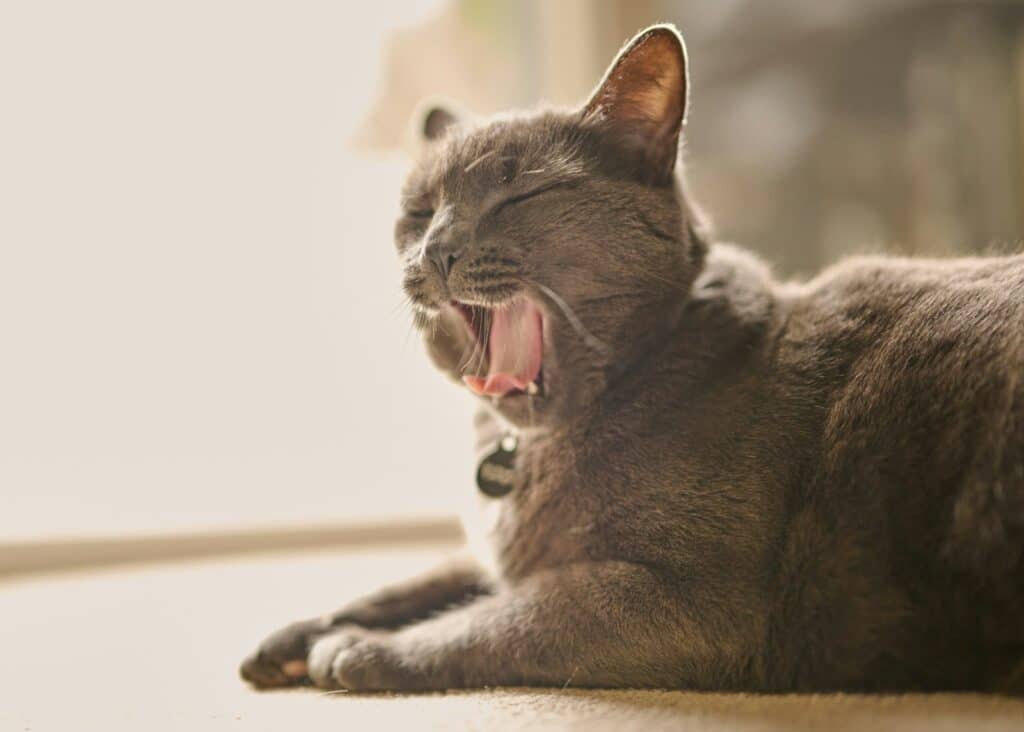 chat qui vomis