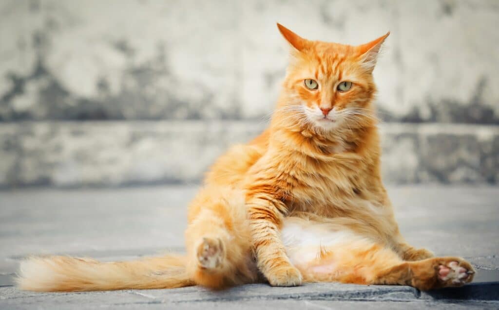 chat malade