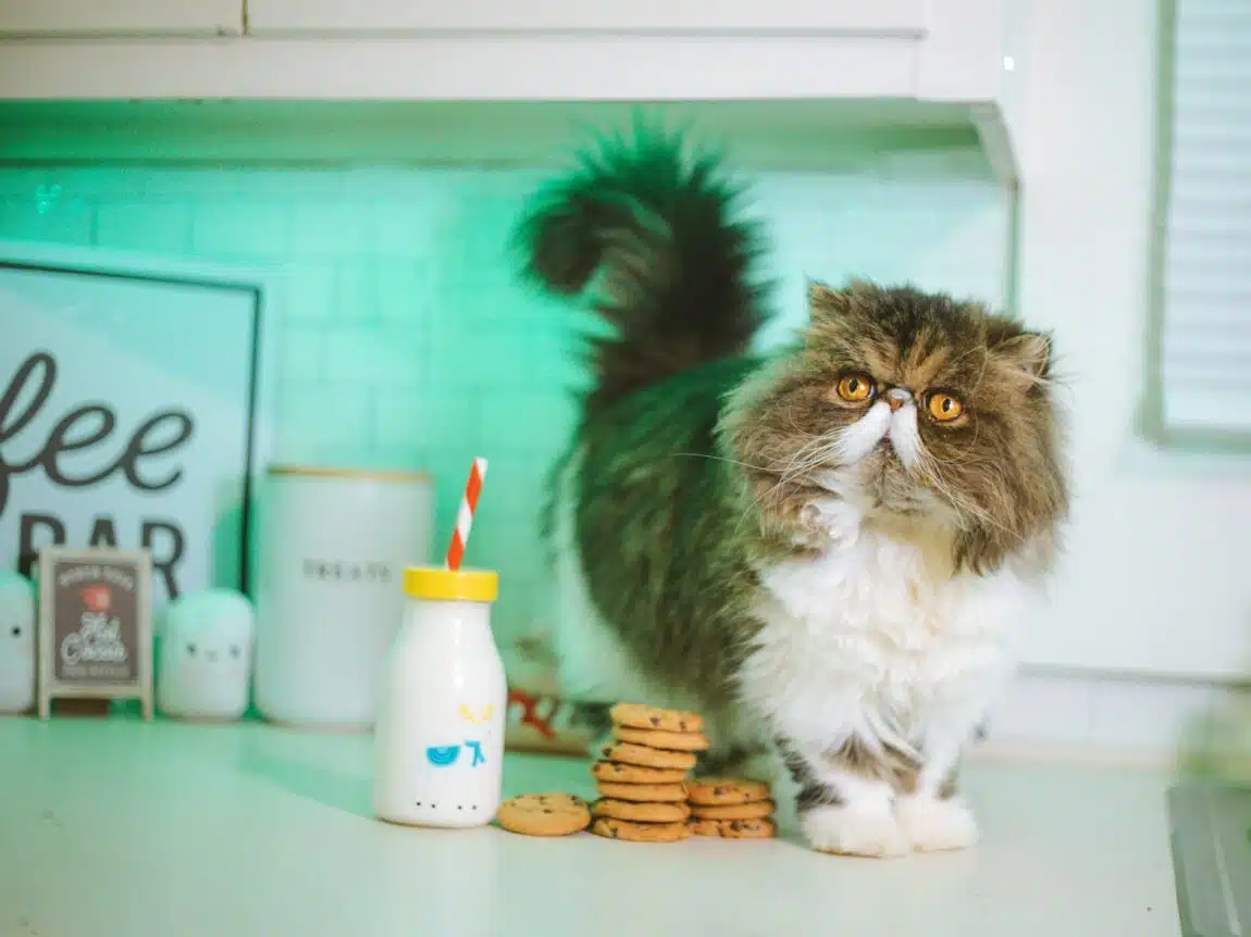 chat sur la table