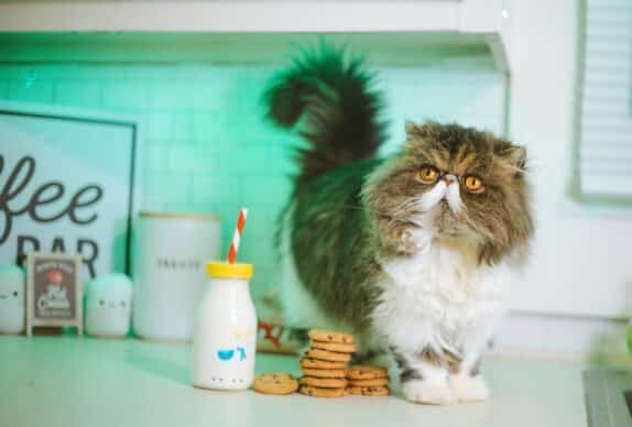 chat sur la table