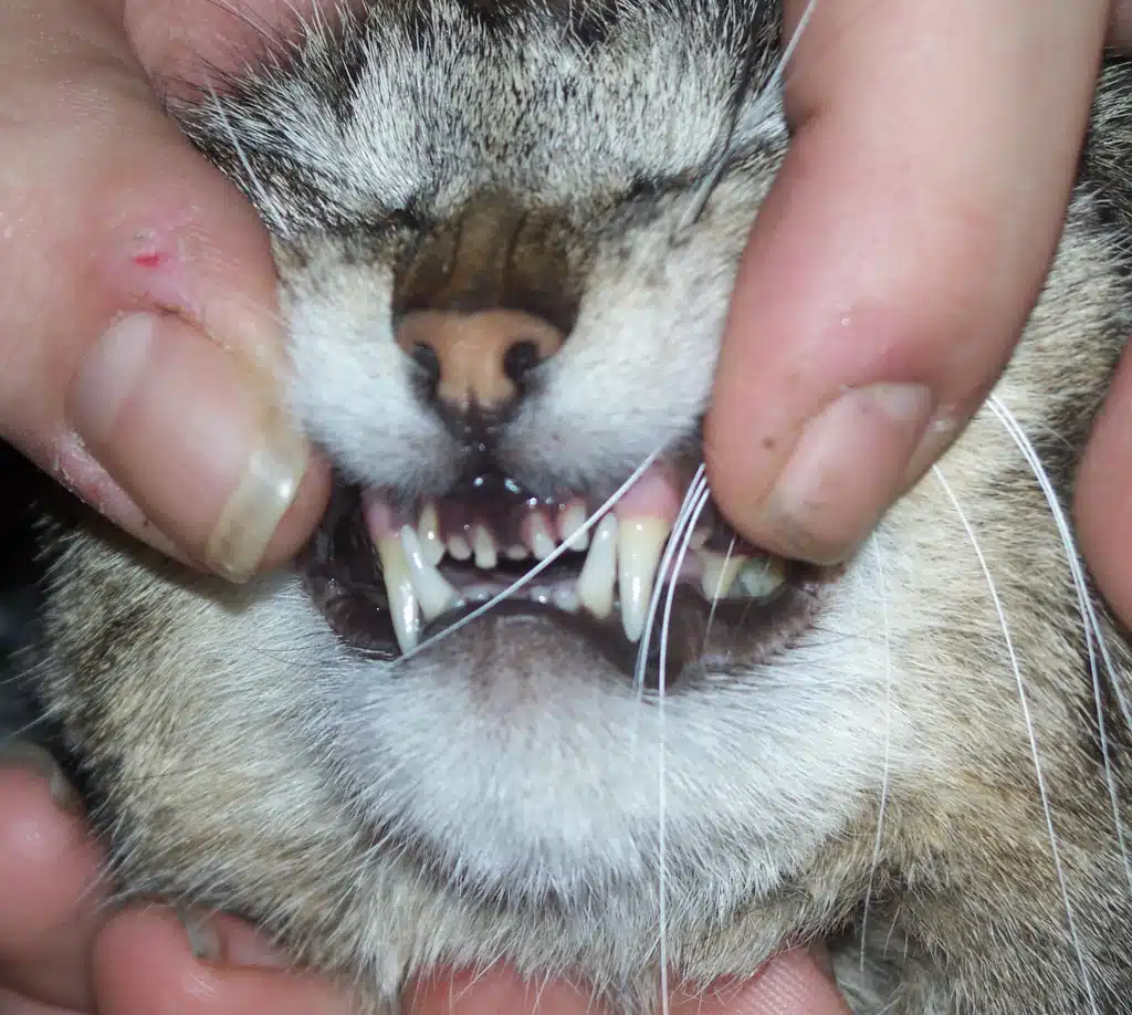 Des petites dents & gencives de chats